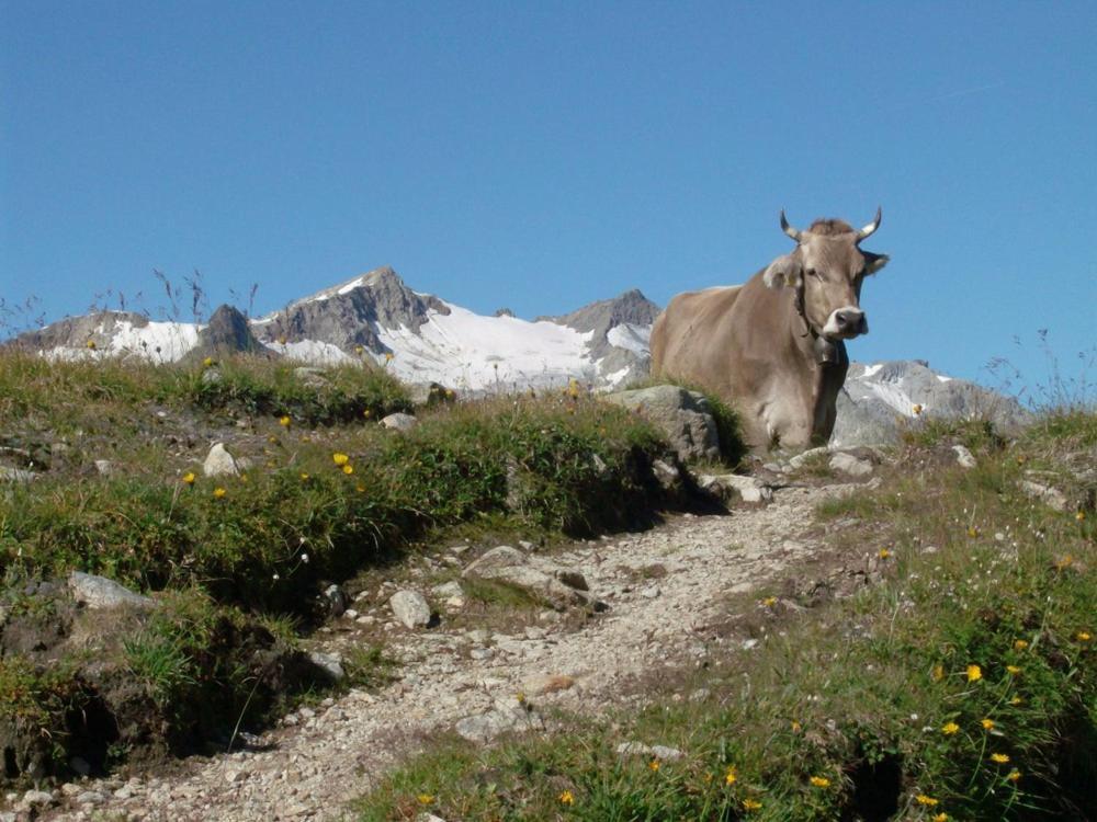 Diese Einfache Unterkunft- Bergheimat Ist Nur Fuer Backpacker- Rucksacktouristen Und Radfahrer - Huettenfeeling Im Backpackerhoues- Ganz Einfach - Ganz Unkompliziert - Ganz Relaxd Villa Linthal ภายนอก รูปภาพ