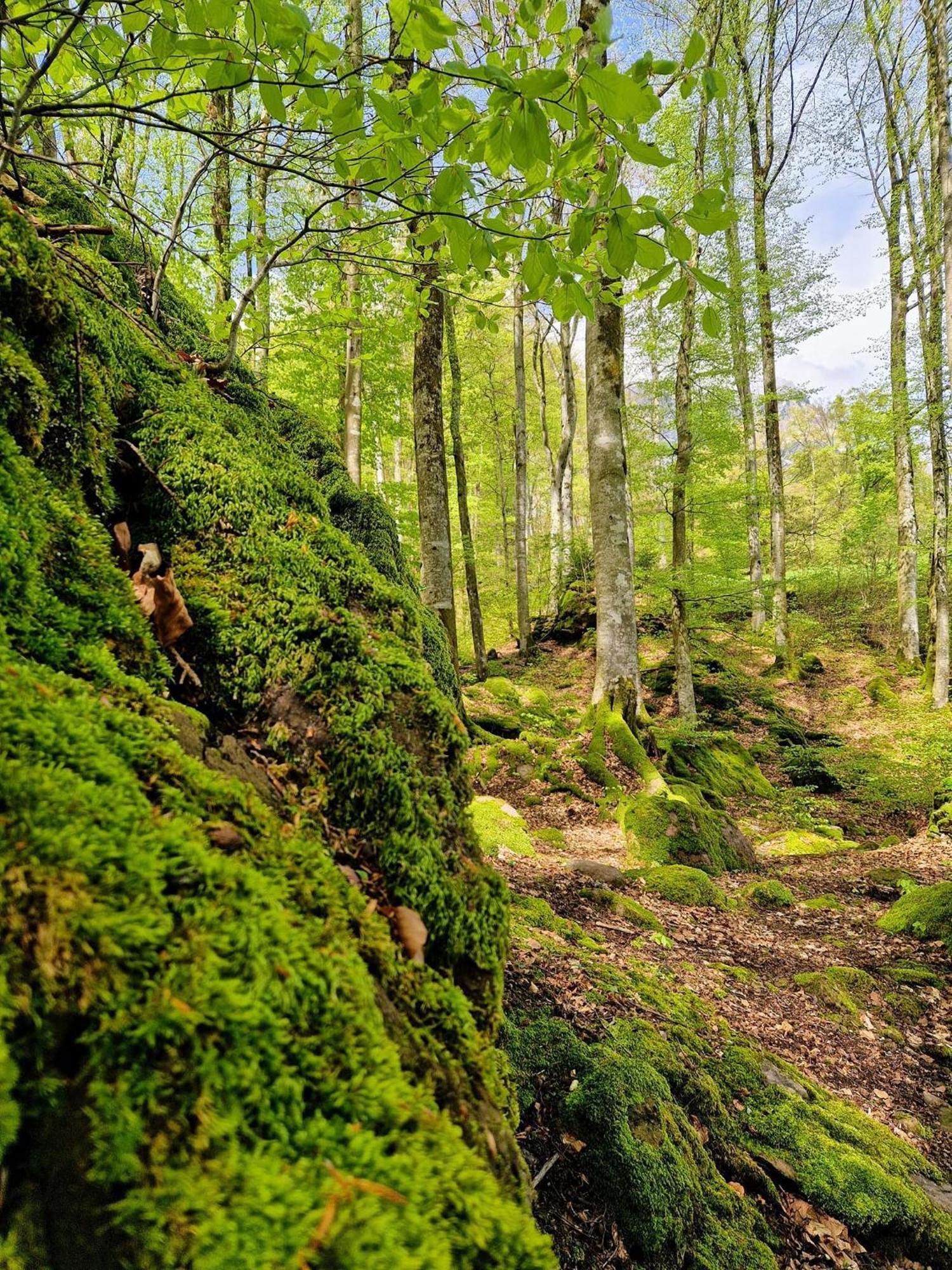 Diese Einfache Unterkunft- Bergheimat Ist Nur Fuer Backpacker- Rucksacktouristen Und Radfahrer - Huettenfeeling Im Backpackerhoues- Ganz Einfach - Ganz Unkompliziert - Ganz Relaxd Villa Linthal ภายนอก รูปภาพ